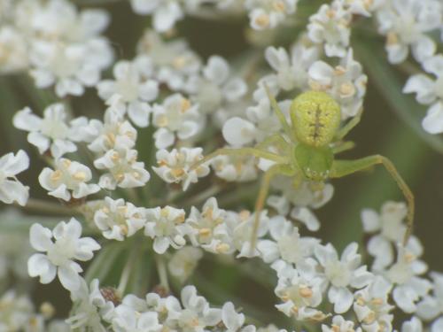 Ebrechtella tricuspidata